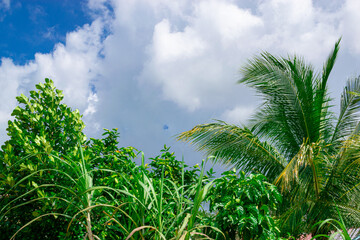 Green forest with shady trees