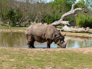 Rhinocéros broutant de l'herb