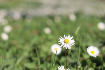Maybe daisies are one of the rare creatures that tell us about us?