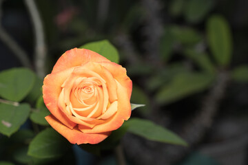 Rose flower illuminated on a winter day