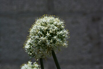florecita blanca pequeña con petalos blancos 