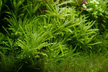 green aquatic plants grow in freshwater ryoboku aquascape, clean Amano style planted pro aquadesign, vivid colors in bright LED light, professional aquarium care, shallow dof, explore and research
