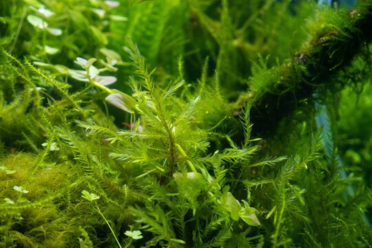 branch of common water moss, healthy aquatic plants in freshwater ryoboku aquascape detail, Amano style planted pro aquadesign, vivid colors in bright LED light, professional aqua care, shallow dof