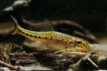 Fototapeta premium dwarf adult gudgeon, clever tiny freshwater wild caught and domesticated fish in temperate biotope aquarium, exotic pet, European river aquadesign, dark low light mood concept