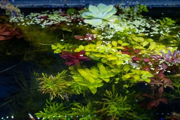 top view of green and red aquatic plants cover surface, in bright LED light, freshwater ryoboku aquascape, professional aquarium care of demanding Amano style planted aquadesign, dark background