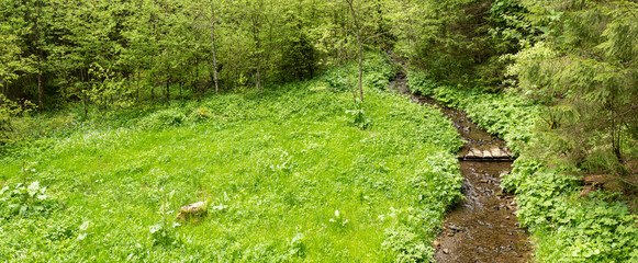 Creek forest panoramic landscape. Nature plants green background. Stream pattern.