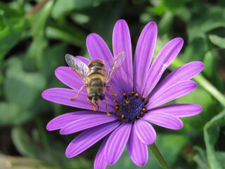 dipteran insect of the genus Eristalis, resembling a bee, on a purple daisy