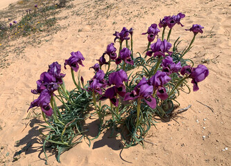 Negev iris or Iris Mariae