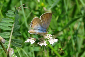 butterfly of the genus Lampides, with brown wings and a body with blue hairs, on a wild flower in spring