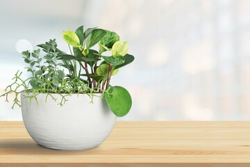 Green sprouts in white a bowl. Sprouting and healthy eating and living. Gardening at home kitchen concept.