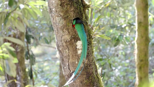 a male resplendent quetzal removes wood from a nest hollow in a tree at a cloud forest of costa rica