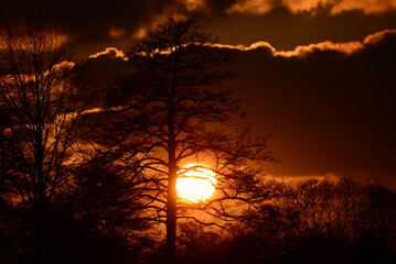 Naklejka premium Beautyful dramatic sunset with trees in the foreground