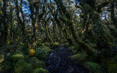 New Zealand native forest landscape