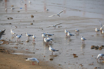 Many seagulls are playing by the sea
