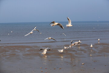 Many seagulls are playing by the sea