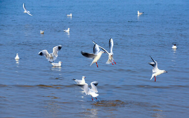 Many seagulls are playing by the sea