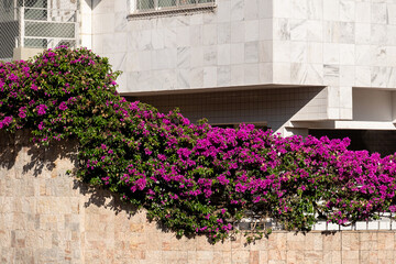 Fototapeta na wymiar Blooming bougainvillea plant on building wall, Cabo Frio, Brasil.