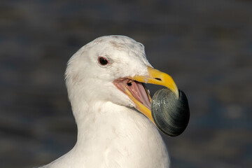 Segull with Clam