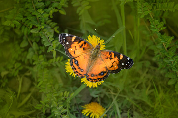 Monarch butterfly collecting wild flower pollen, garden or medow, spring sky. Botanical bloom or floral blossom of plants, orange insect wings in fresh summer herb grass.