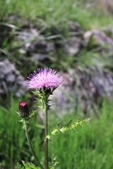 綺麗なノハラアザミ