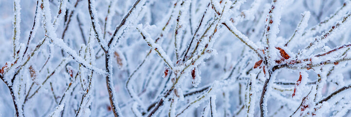 Snow and rime ice on the branches of bushes. Beautiful winter background with trees covered with hoarfrost. Plants in the park are covered with hoar frost. Cold snowy weather. Cool frosting texture.