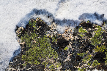 Lichen stone in the snow. Natural winter background. Closeup top view. The nature of the Arctic. Polar region.