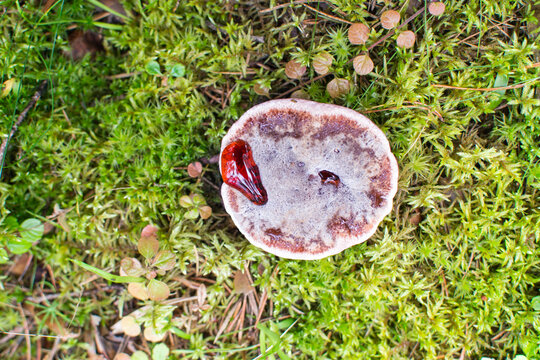 Hydnellum peckii in a wood mushroom in pine forest.