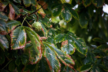 Selective blur on the unripe green fruits of a horse chestnut tree, in early autumn. Also called asculus hippocastanum, it's a tree of the castanea family.....