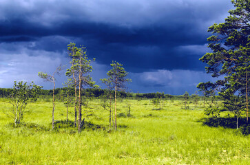 Fototapeta na wymiar young pine trees in a swamp against the background of dark rain clouds