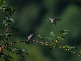 hummingbird on a branch
