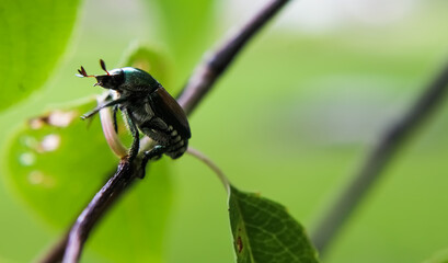 beetle on branch