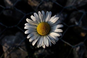 daisy flower