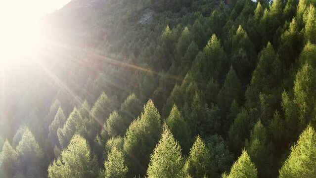 New Zealand Bush