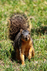 Tree Squirrel 1
