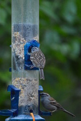 Song Birds of Georgia