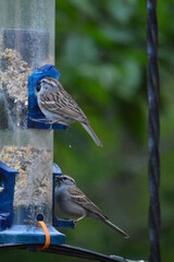 Song Birds of Georgia