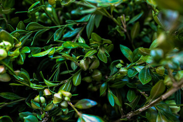 green leaves on a tree