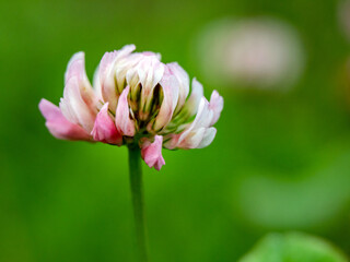 Obraz premium closeup photo of pink clover flower in high difenition