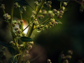 a dew drop on a plant photographed close up closeup