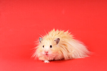 fluffy angora hamster on a red background