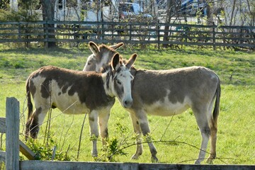 The Glories of the Outdoors.