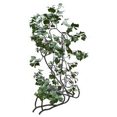 Climbing plants creepers vine isolated on white background 3d illustration