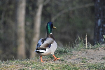 The Glories of the Outdoors.