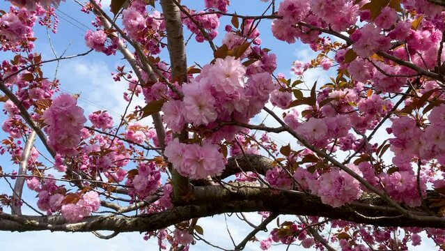 A tree is full of pink magnolia flowers.