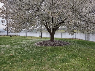 Springtime is here in Harrisburg Pa, the best view and experience at City Island. Enjoy the beautiful colors of this awesome tree.