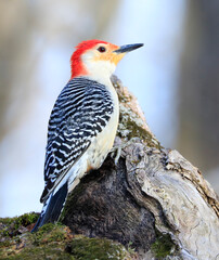 Red-bellied woodpecker sitting on a tree trunk into the forest, Quebec, Canada