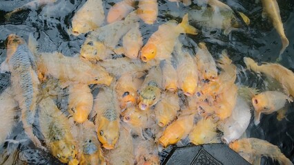 A pond with golden fish. The entire school of fish carp sticks its heads out of the water to catch terrestrial food particles and grabs air from the surface of the water at these moments.