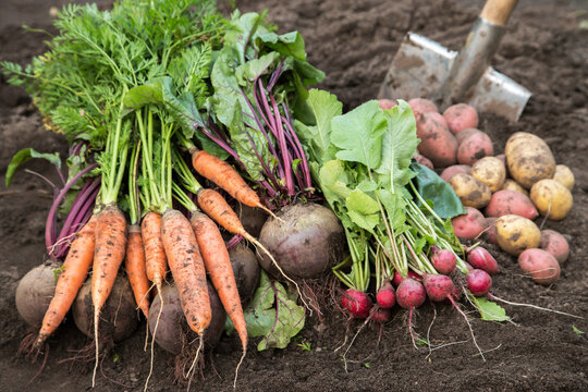 Harvesting organic vegetables. Autumn harvest of fresh raw carrot, radish, beetroot and potatoes on soil in garden in sunlight