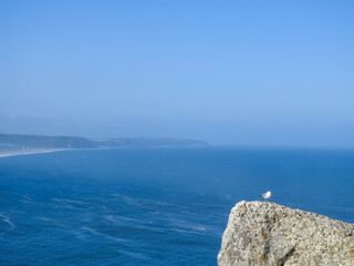 Ocean landscape on a sunny day. Nazare, Portugal. Yellow-legged Gull (Larus michahellis), on a rock