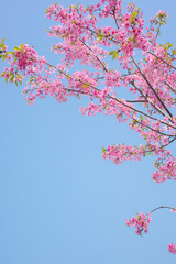 Fototapeta premium Cherry Blossom